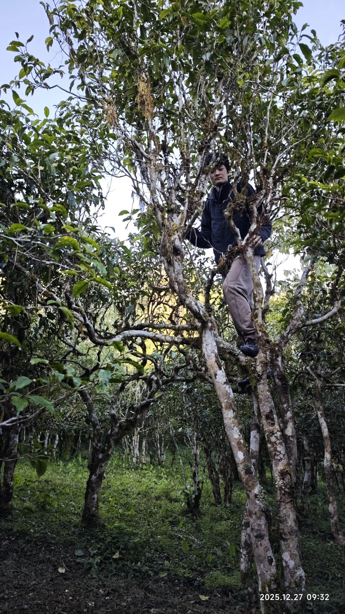 Photo 3. An ancient tea tree