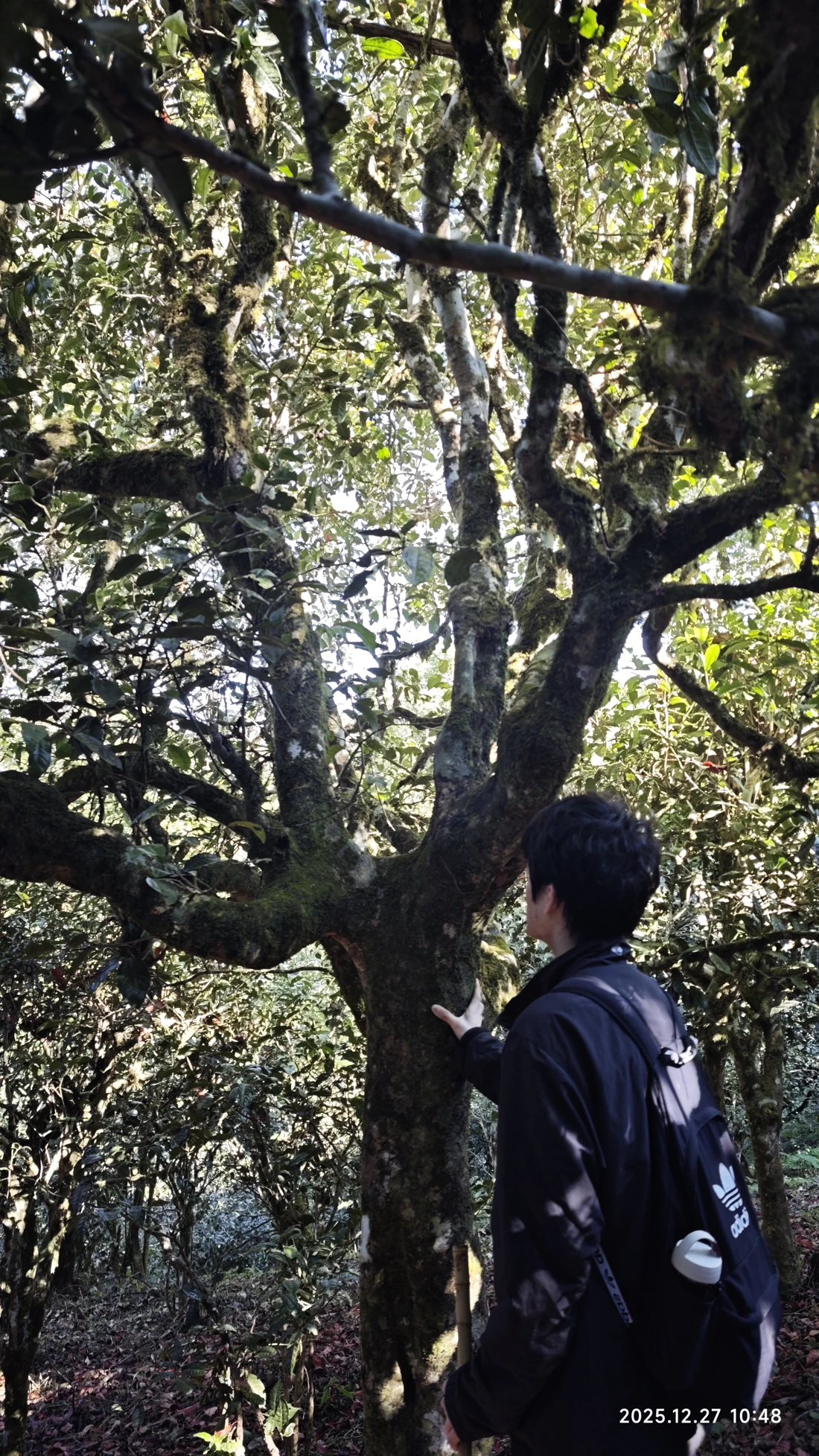 Photo 4. An ancient tea tree