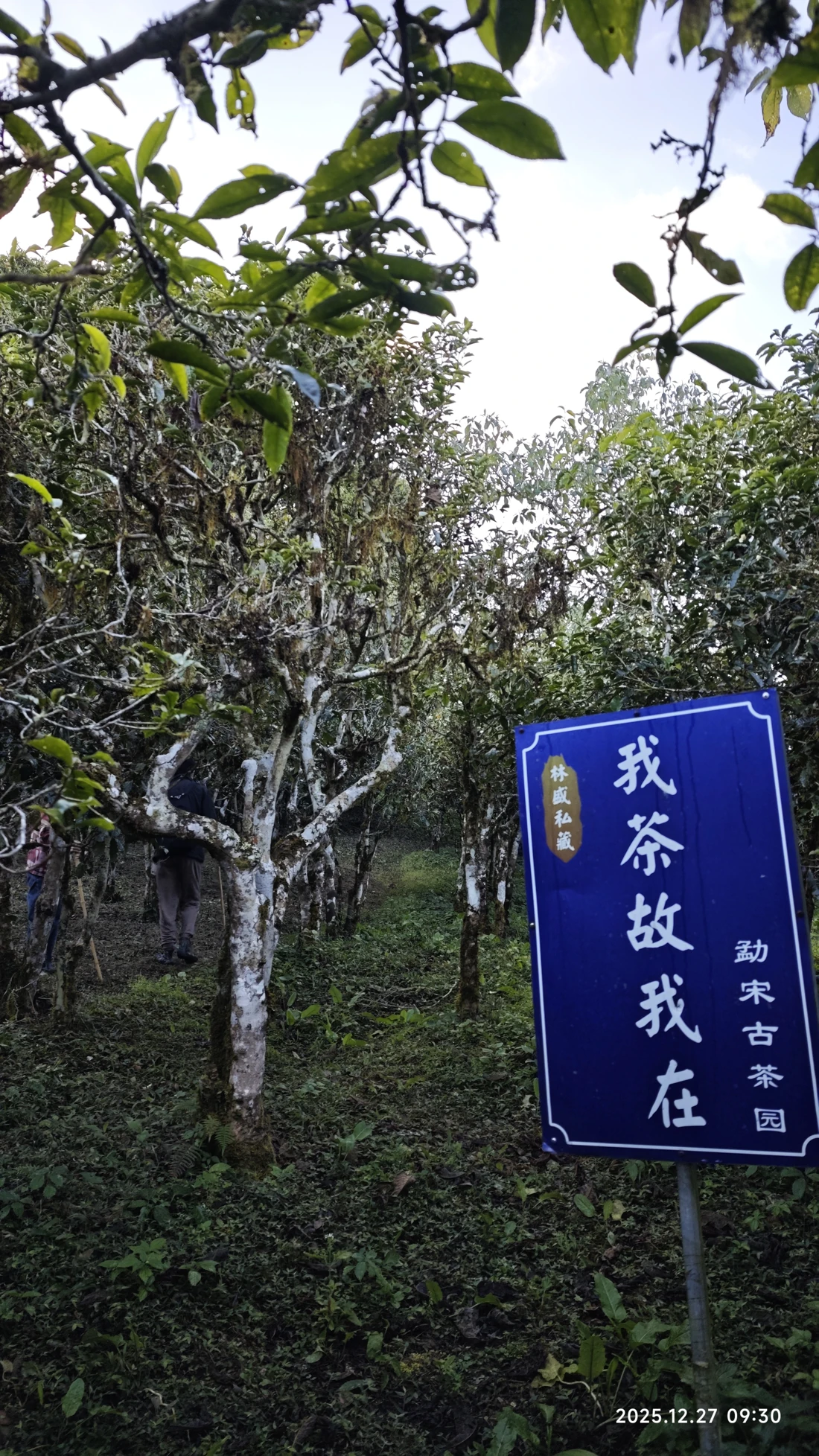 Photo 5. An ancient tea tree
