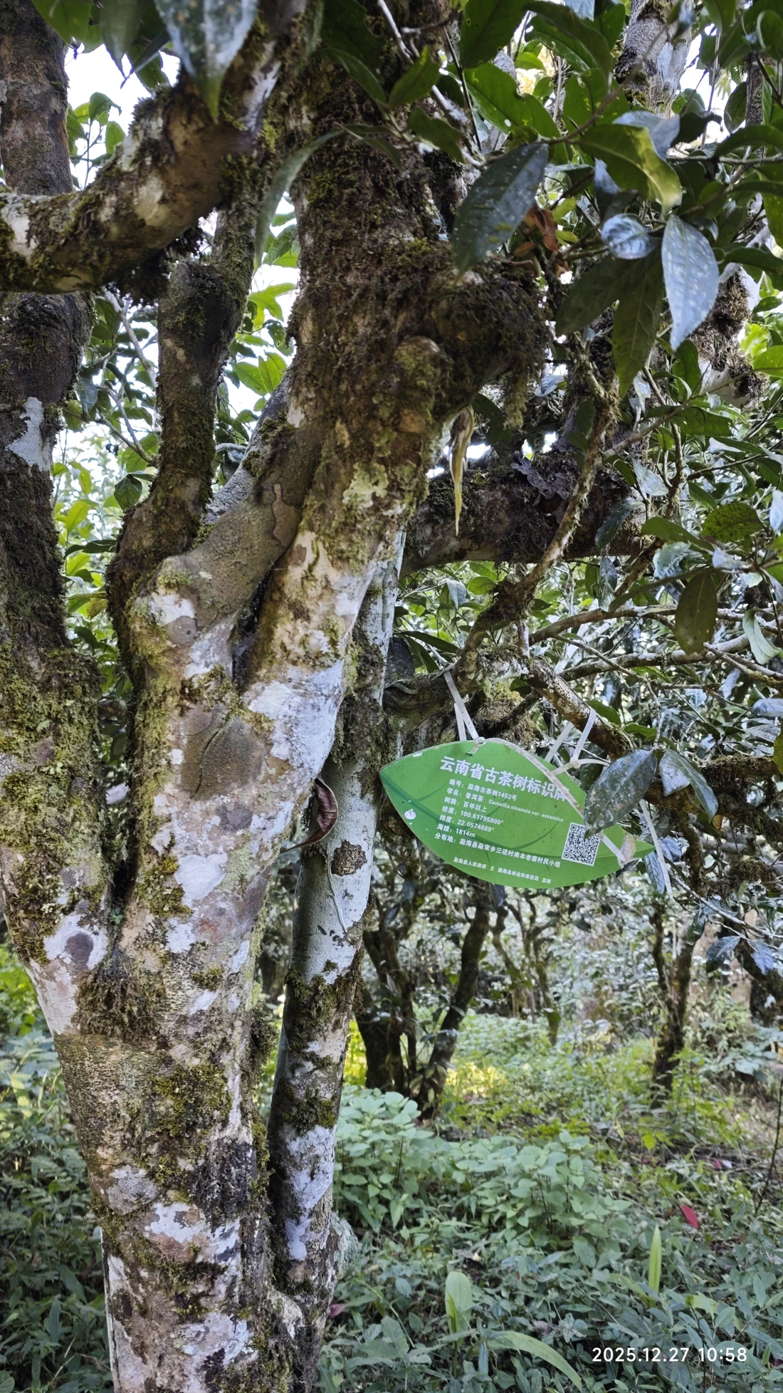 Photo 7. An ancient tea tree’s identification label
