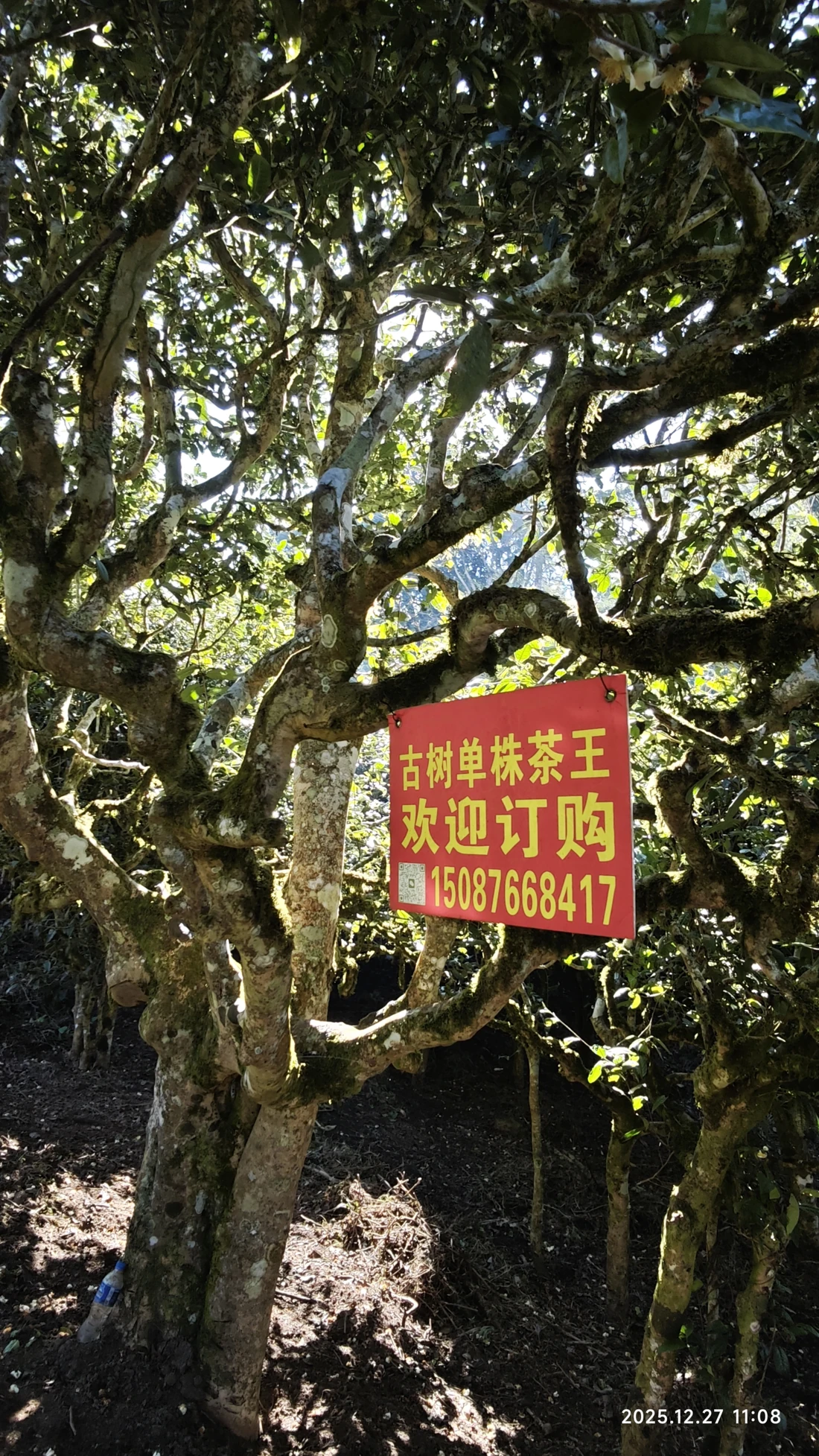 Photo 6. A single-tree ‘King of Tea Trees’