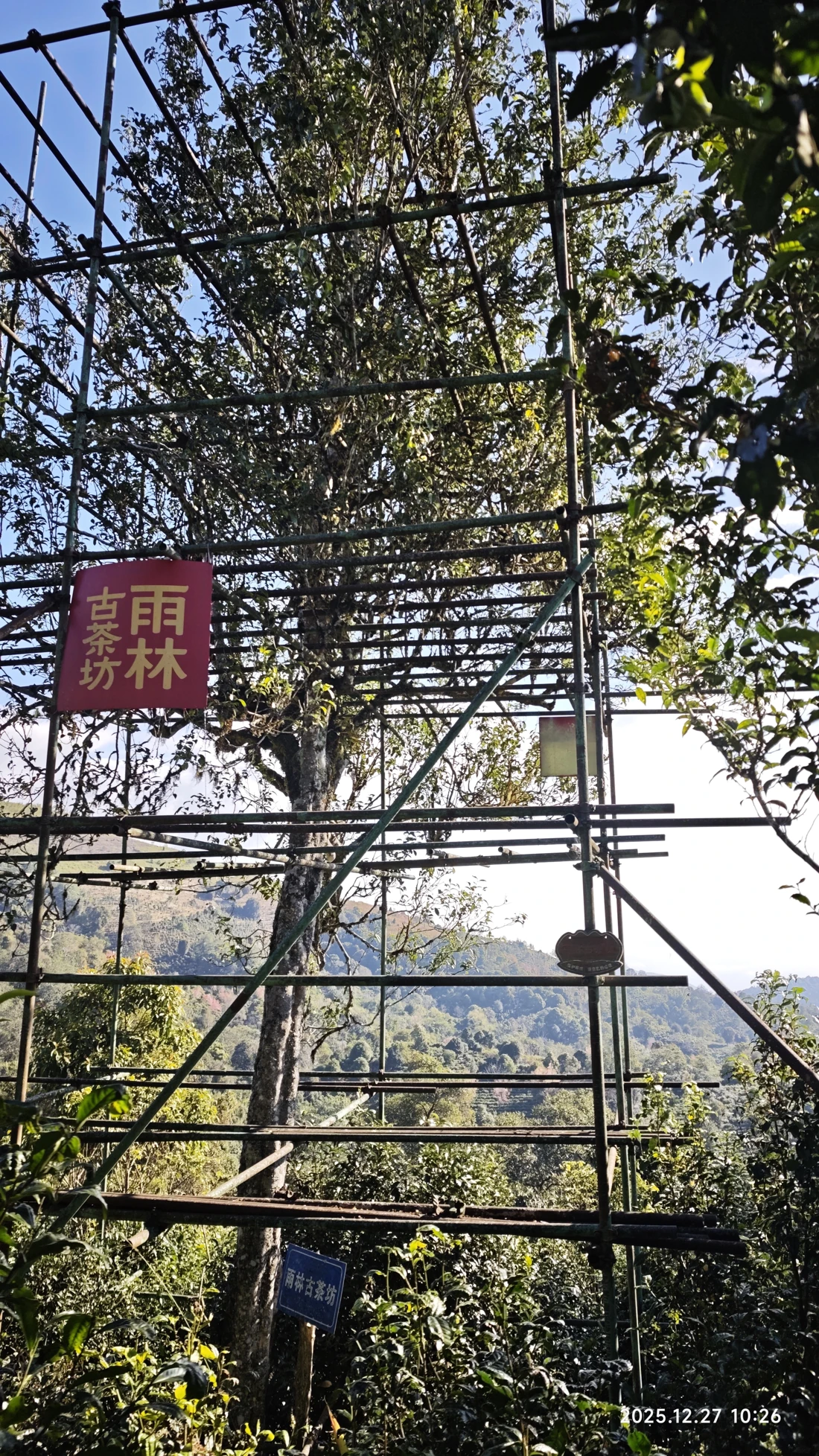 Photo 10. The ancient ‘King of Tea Trees’
