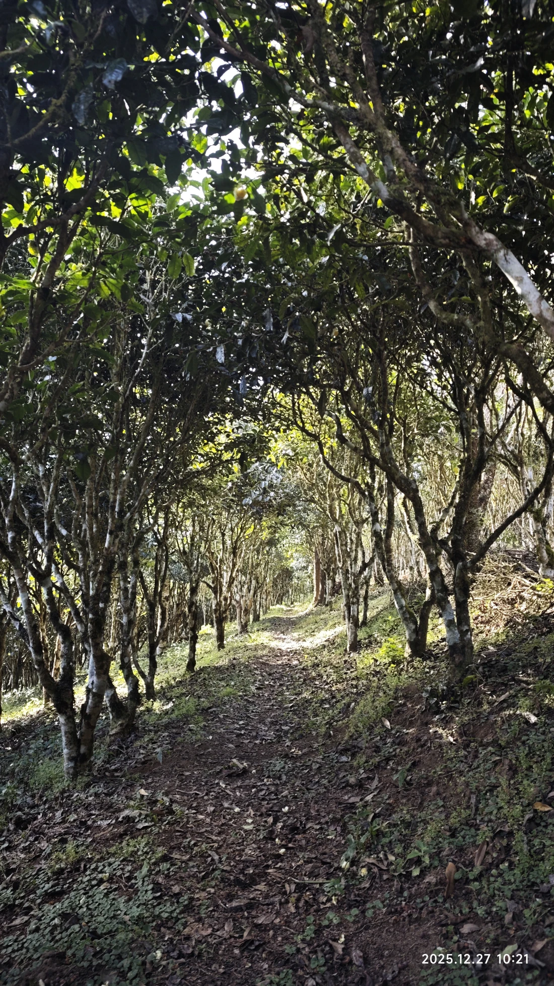 Photo 2. Tea-mountain landscape