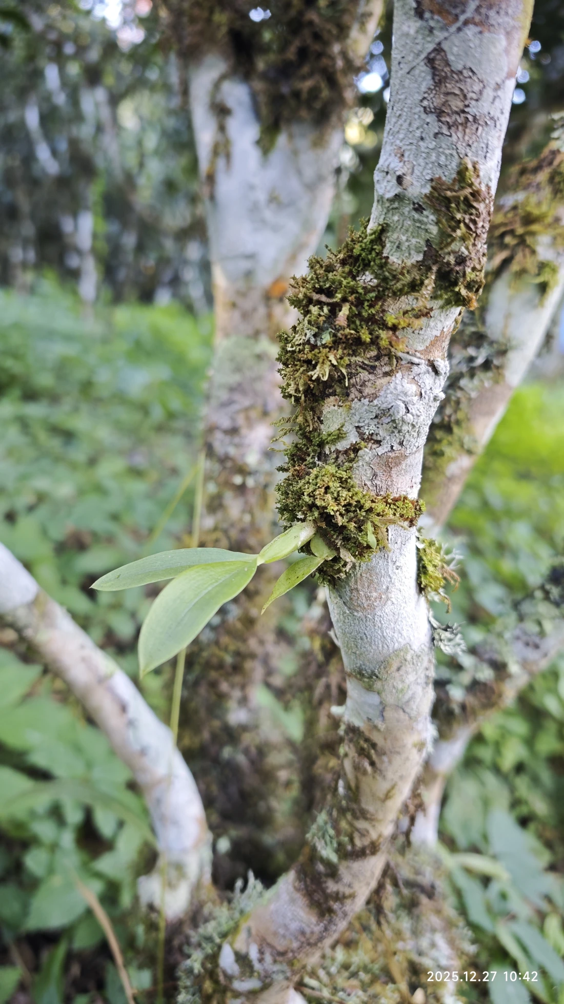Photo 8. An ancient tea tree